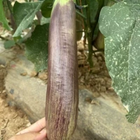 3 саженцы из бамбукового шелкового баклажана + 1 мешок с корневым удобрением (вода корни водой, чтобы саженцы могли быстрее замедлить)