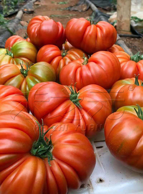 牛排番茄种子四季巨型超大传统毛粉西红柿苗沙瓤蔬菜种籽春季种孑