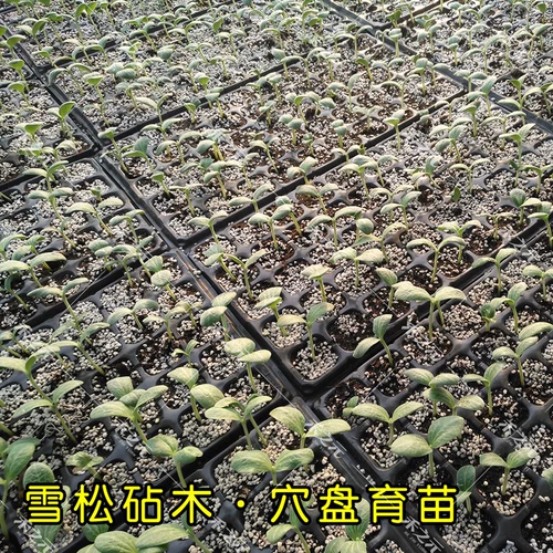 Он Zhiyuan Cedar Riftstock Croot Seed Seed Seed Abrimelon Glore тыква тыква