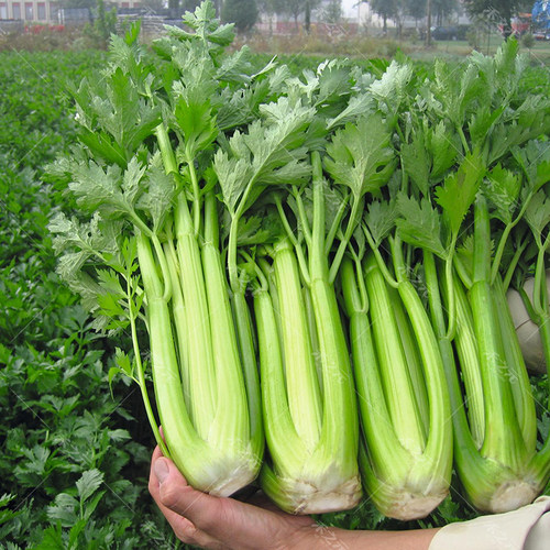 文图拉西芹冬季浅绿色蔬菜种子