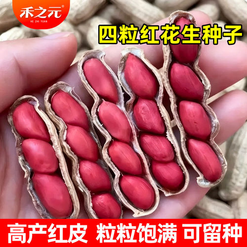 四粒红花生种子山东花生种籽