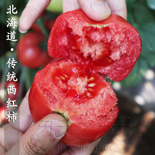 日本西红柿春季种子桃太郎