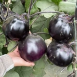 Тяндзин быстрые круглые баклажаны семян семян растительные овощи 孑 четыре сезона