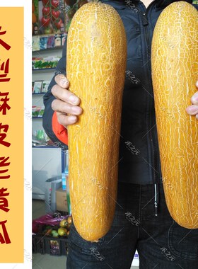 大型老黄瓜种子麻皮老黄瓜种籽四季春季夏秋冬季田园农家巨大蔬菜