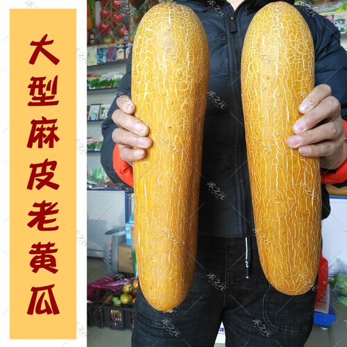 农家麻皮四季夏秋巨大黄瓜种子