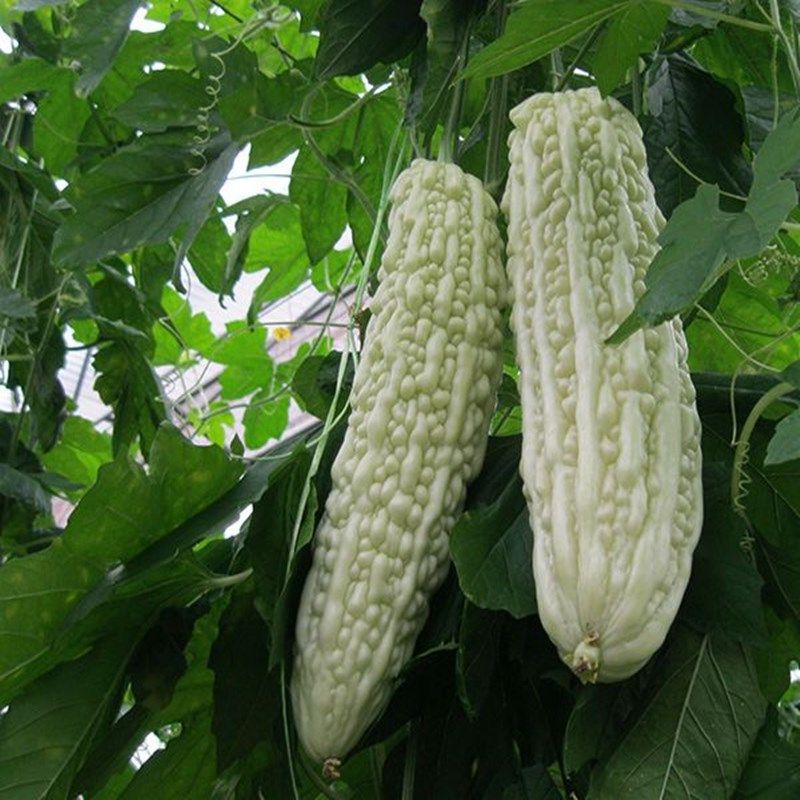 蓝山大白苦瓜种子长白苦瓜大全四季苦瓜种孑春季夏秋蔬菜禾之元籽,鲜花速递/花卉仿真/绿植园艺,家庭园艺种子,淘宝优惠券,粉丝福利购,淘宝优惠卷