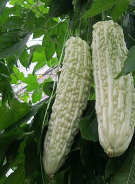 蓝山大白苦瓜种子长白苦瓜大全四季苦瓜种孑春季夏秋蔬菜禾之元籽
