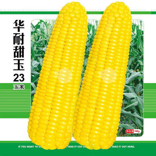 华耐甜玉23号水果玉米种子超甜