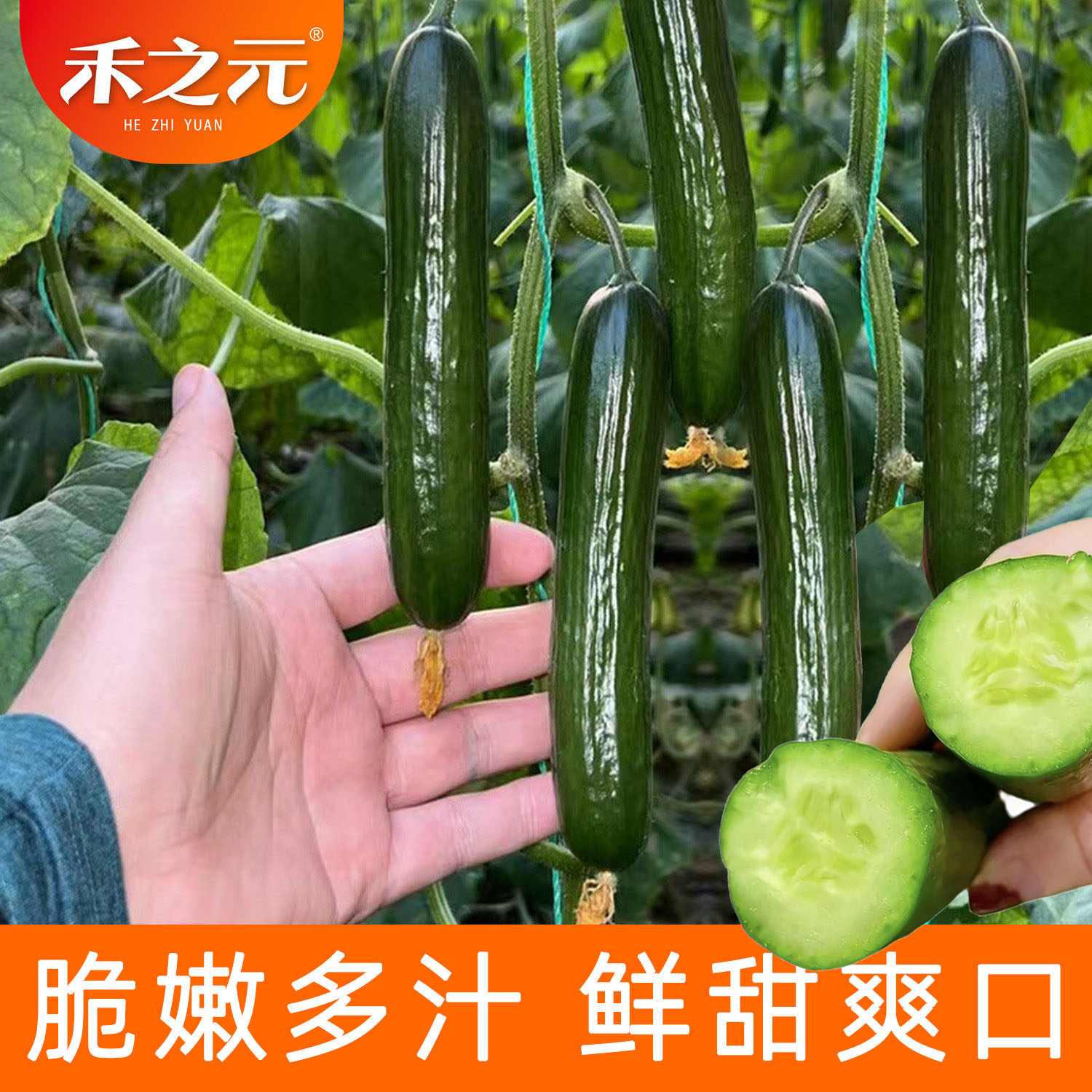 蔬菜种子水果黄瓜种籽大全四季苗秧盆栽黄瓜籽种旱水果黄瓜种孑