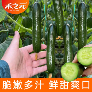 蔬菜种子水果黄瓜种籽大全四季 苗秧盆栽黄瓜籽种旱水果黄瓜种孑