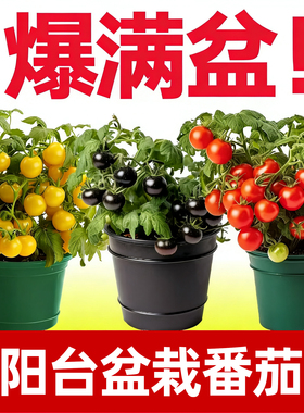 矮生盆栽番茄种子草莓蔬菜种孑苗樱桃小西红柿圣女果四季春阳台籽