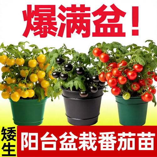 蔬菜盆栽草莓阳台番茄种子