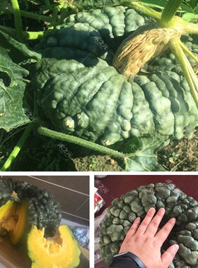 青蟾南瓜种子疙瘩南瓜远古南瓜种籽春夏秋种孑菜种禾之元种业观赏