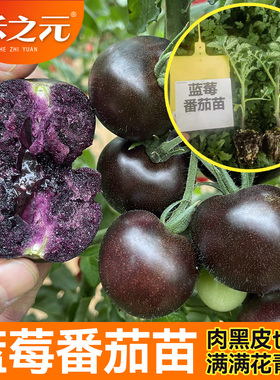 蓝莓番茄苗黑玫瑰纯黑紫色圣女果黑珍珠西红柿秧苗甜四季蔬菜苗