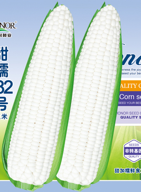 白甜糯182白色甜玉米种籽甜糯水果种子粘农家糯玉米种四季春种孑