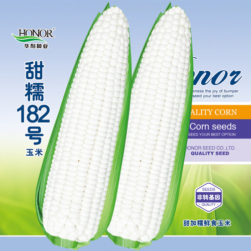 甜糯182玉米春季种子玉米糯米种