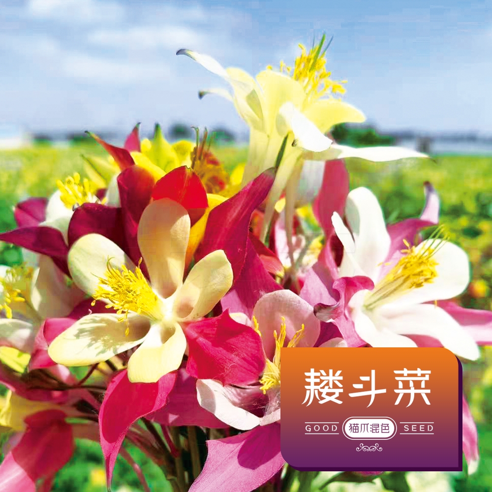 耧斗菜猫爪混色花种子