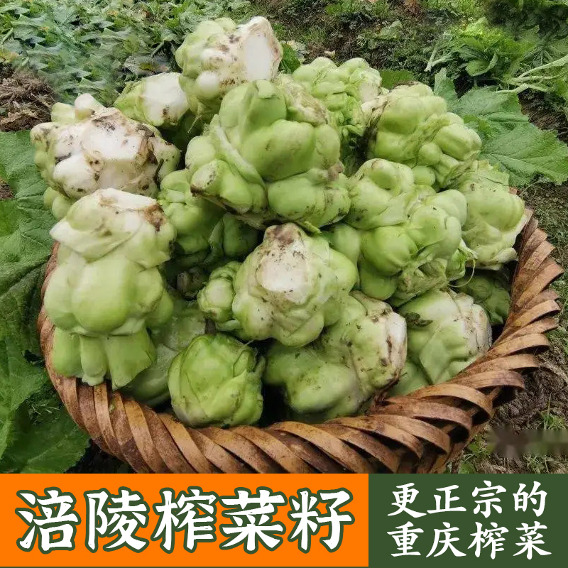 农家榨菜秋播腌渍青脆田园种子