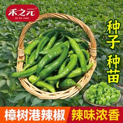 湖南樟树港辣椒苗秧苗种子尖椒种籽朝天椒种籽大全蔬菜线椒高产