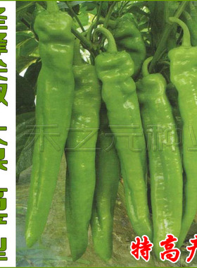 日本辣椒种子蔬菜辣椒种籽巨型四季寿光春夏秋冬季禾之元种业