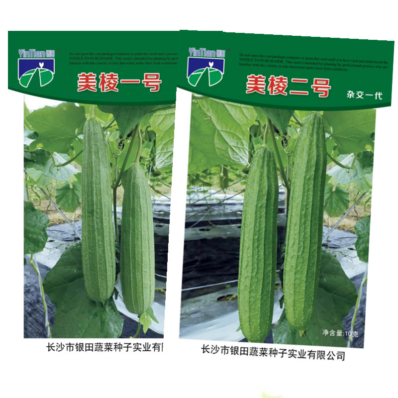 蔬菜广东四季棱丝瓜脆甜