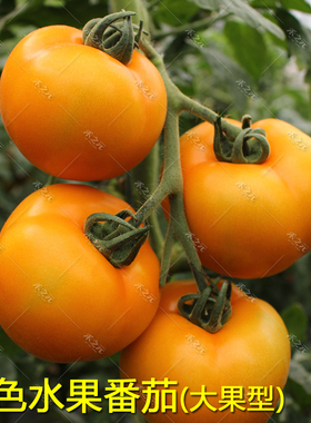 大黄毛粉番茄种子水果西红柿种籽四季春季秋艾比达2号菜蔬菜种孑
