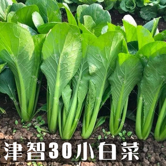 蔬菜四季青梗盆栽大全南方种子