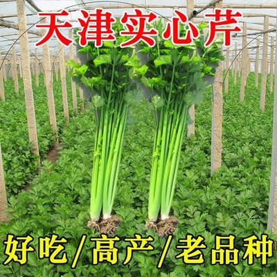 天津实心芹菜种子青菜种籽