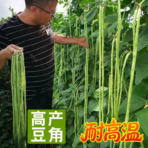 豆豆角芸豆春季蔬菜蟋蟀豇豆种子