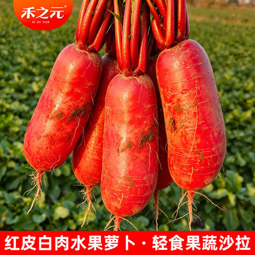 红皮水果萝卜种子四季种秋播