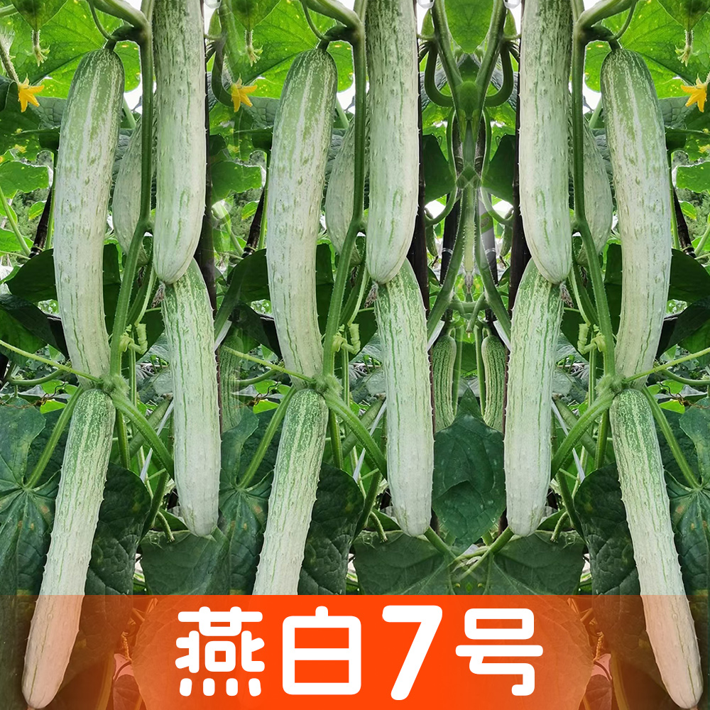燕白7号黄瓜种子重庆农科院选育