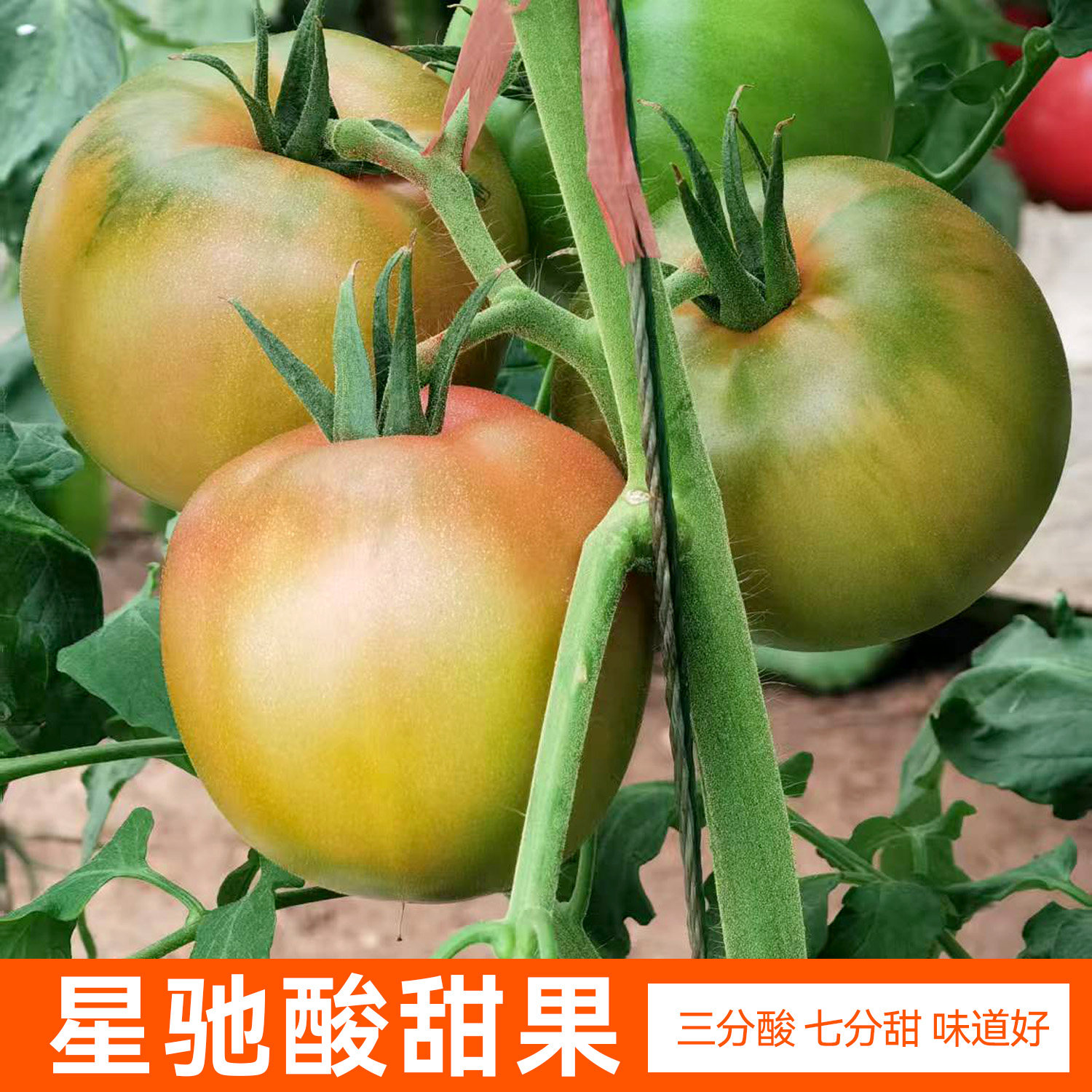 大草莓番茄种子口感西红柿果蔬柿子籽四季种春季种孑甜柿籽酸甜番,鲜花速递/花卉仿真/绿植园艺,家庭园艺种子,淘宝优惠券,粉丝福利购,淘宝优惠卷