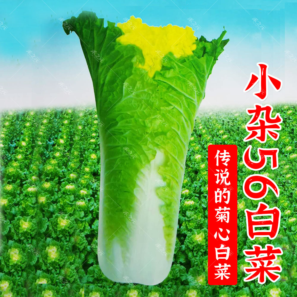 小杂黄心老品种冬季大白菜