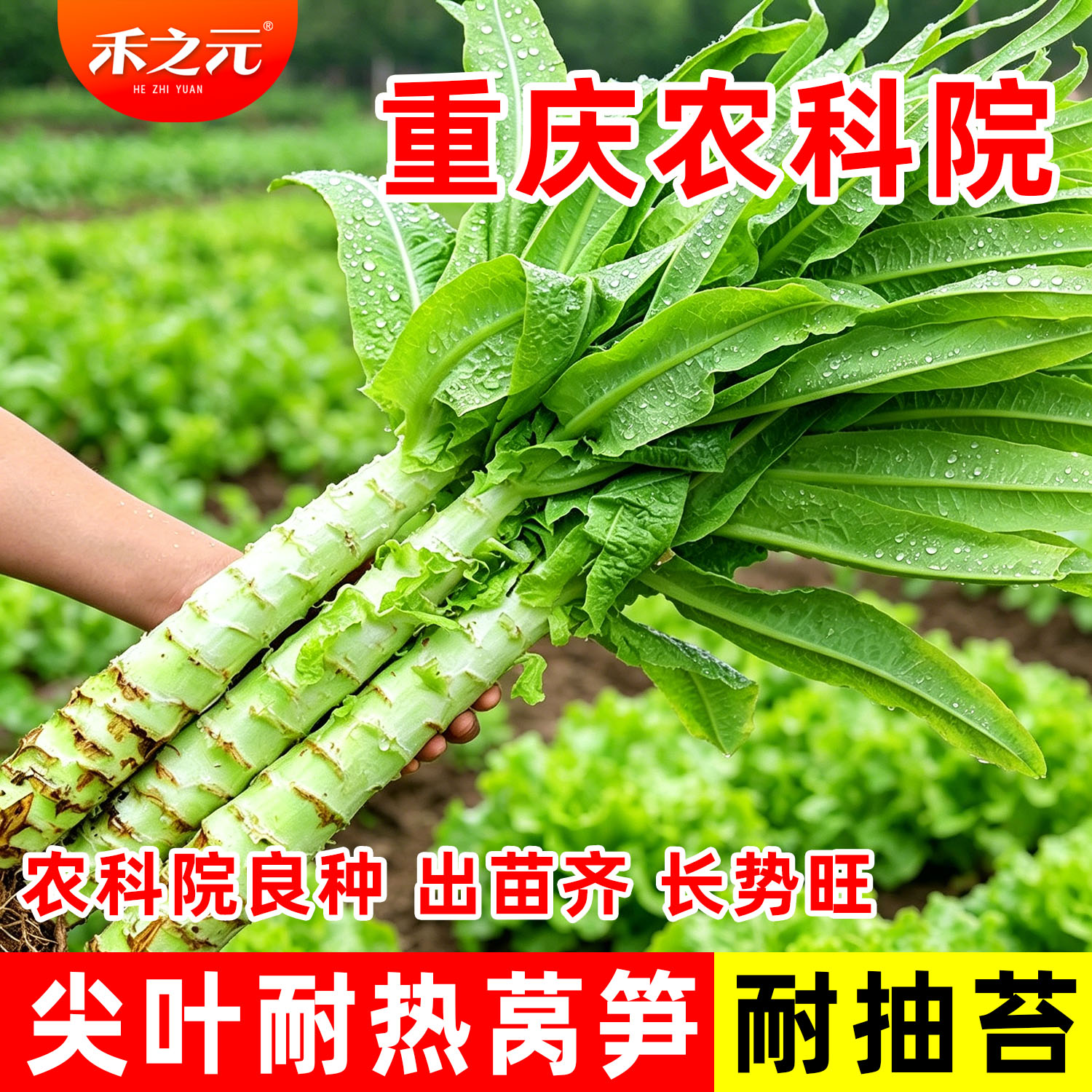 秋冬四季耐热莴苣种子图片