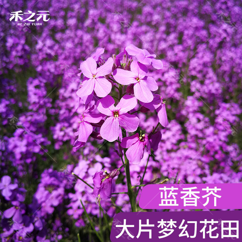 蓝香芥种子花种子四季易活景观花海花卉欧亚香花芥花籽庭院四季易