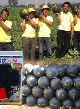 无籽西瓜种子8424种籽黑美人麒麟巨型春季懒汉新疆种孑禾之元种业