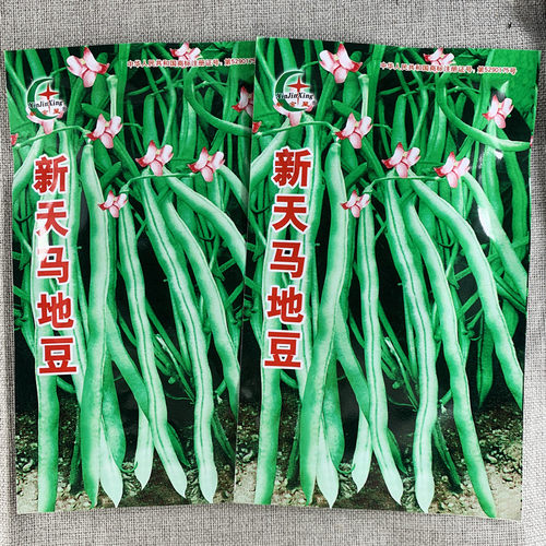 蔬菜新金四季无架豆籽春夏种子