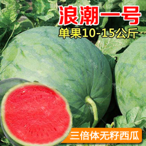 浪潮一号二号禾之元花皮红壤无籽西瓜种子四季春季秋冬季西瓜种籽