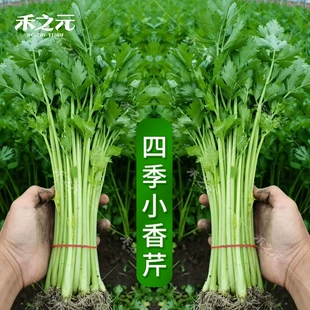 小香芹种子大全芹菜苗种籽大全芹菜种子季 青菜籽蔬菜种孑农家 四季