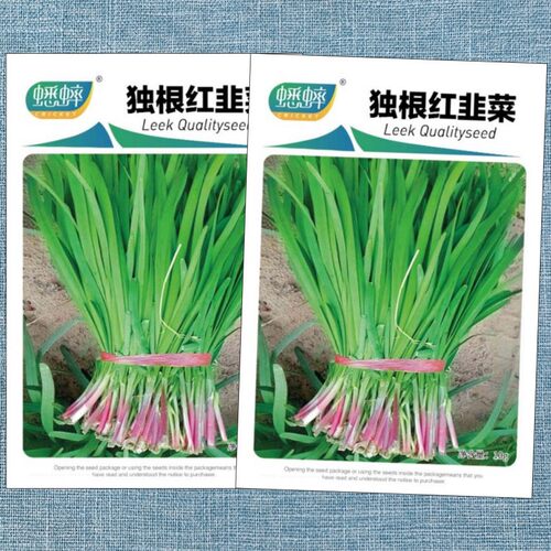寿光独根红韭菜种子四季盆栽