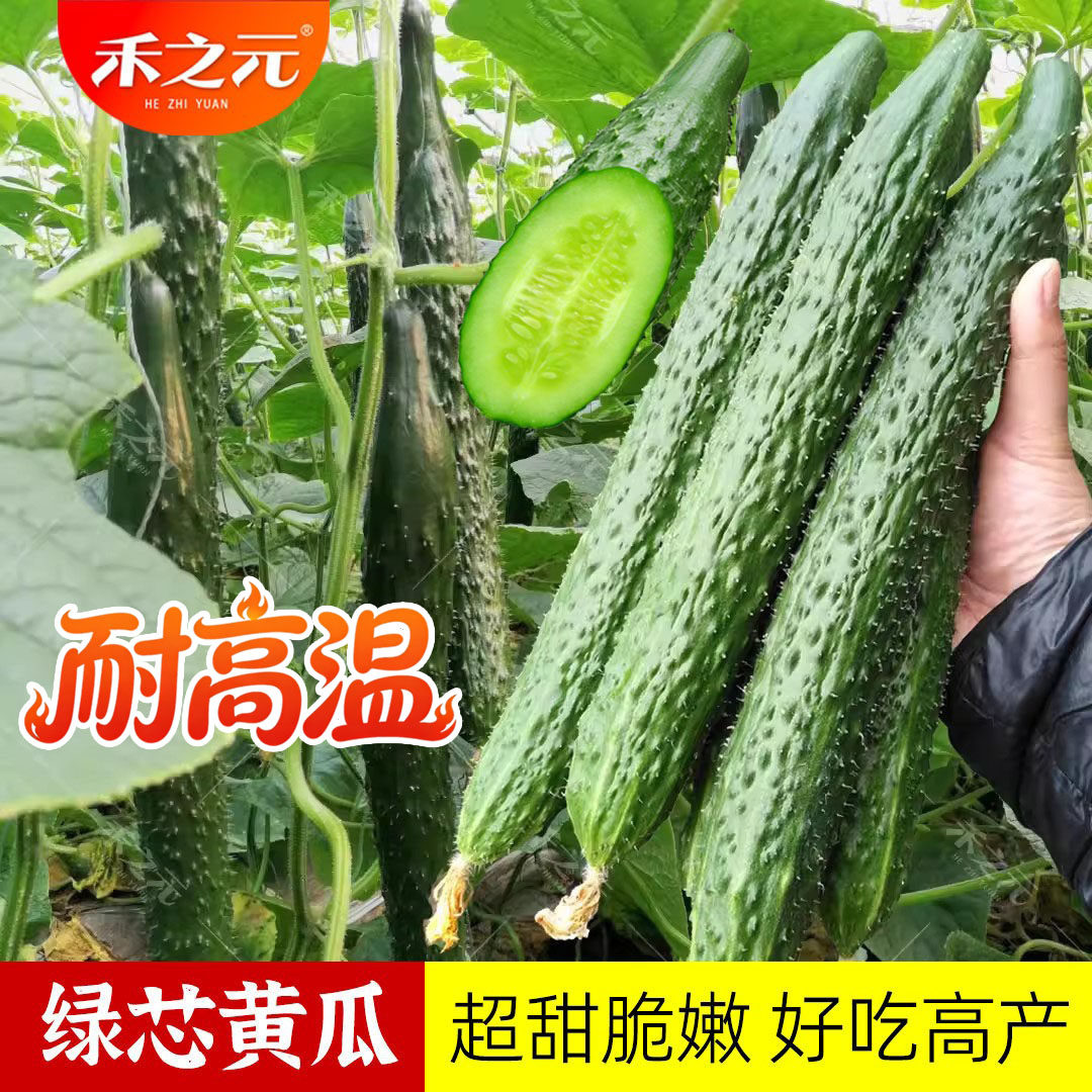 水果黄瓜苗 绿芯肉 绿瓤黄瓜种子 黄瓜秧苗 四季春季种籽秋蔬菜