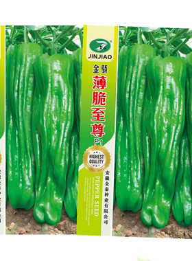 薄脆至尊薄皮泡椒种子高产超辣特大蔬菜四季春季南方北方种孑苗籽