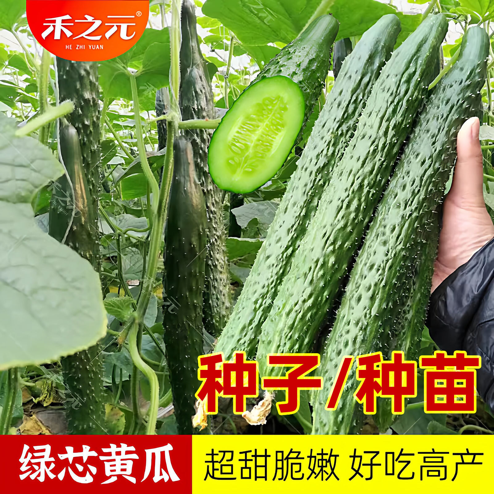 水果黄瓜苗 绿芯肉 绿瓤黄瓜种子 黄瓜秧苗 四季春季种籽秋蔬菜