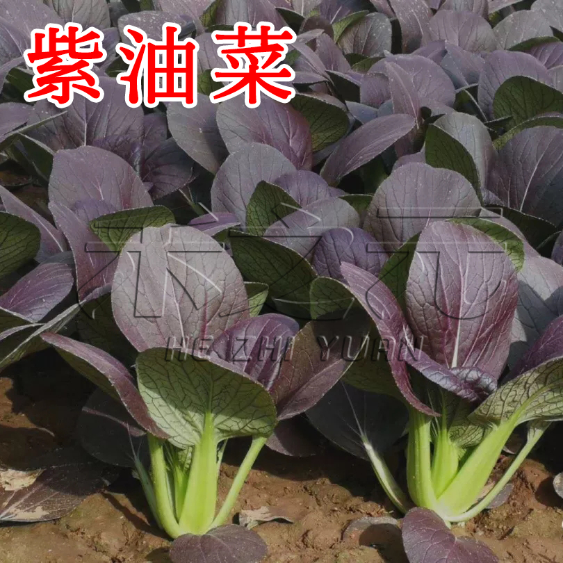 蔬菜紫油大全四季鸡毛菜