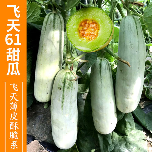 飞天羊角蔬菜孑高产四季甜瓜种子