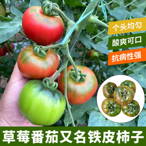 草莓番茄种子春季种苗柿子毛粉西红柿蔬菜四季种籽春季种孑籽甜柿