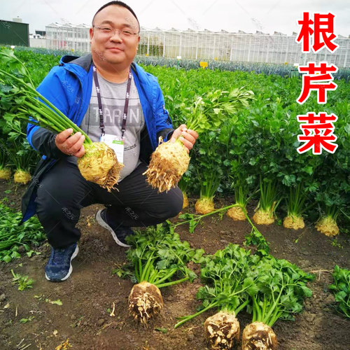 农家荷兰蔬菜籽春季种子苗