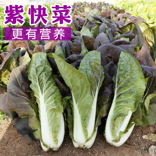 紫快四季夏秋籽庭院盆栽之元种子