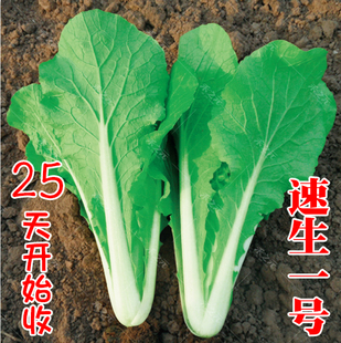 速生1号快菜白菜小种籽小白菜籽四季 小白菜种子青菜种孑春秋冬菜