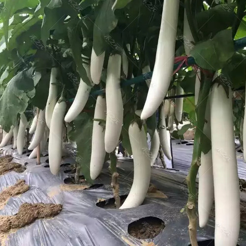 公主白茄子白长茄种子